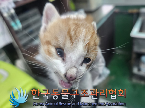 한국동물구조관리협회_411317202400414